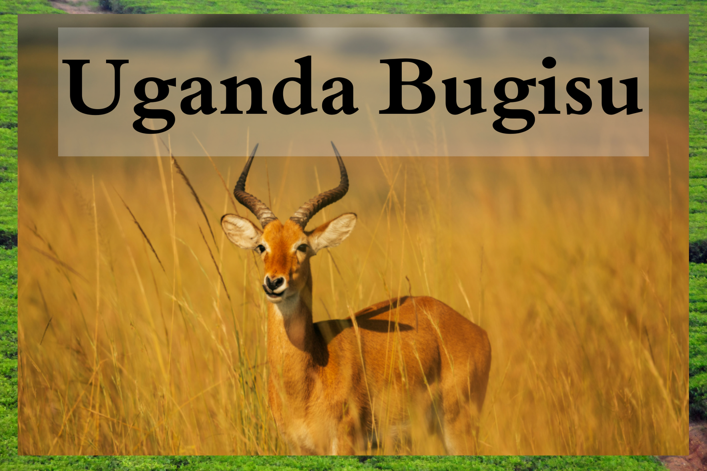 Uganda Bugisu